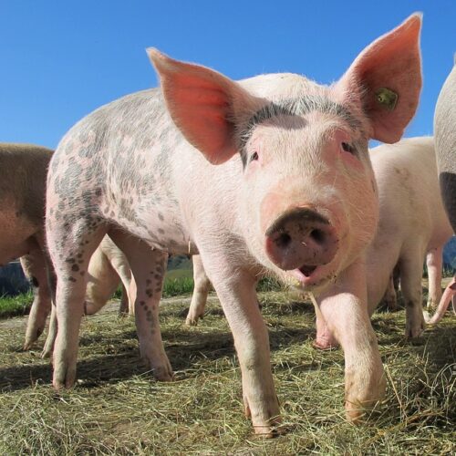 Animal Farm Orwell Literature